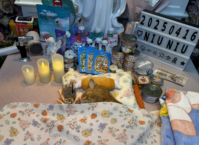 和平区萌宠善后乐园