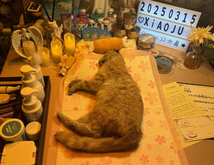 和平区沈阳宠物善后电话