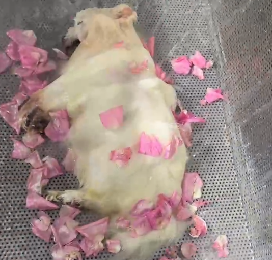 和平区你了解什么是沈阳宠物水化吗/>
<blockquote class=